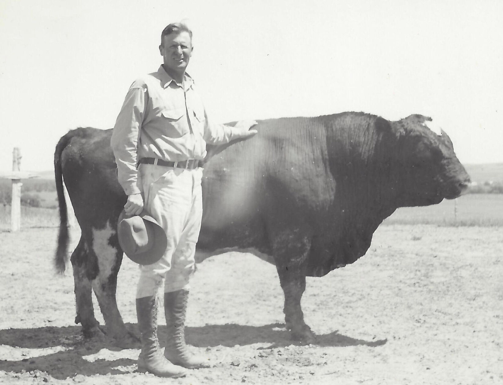 Milking shorthorns (2).jpg